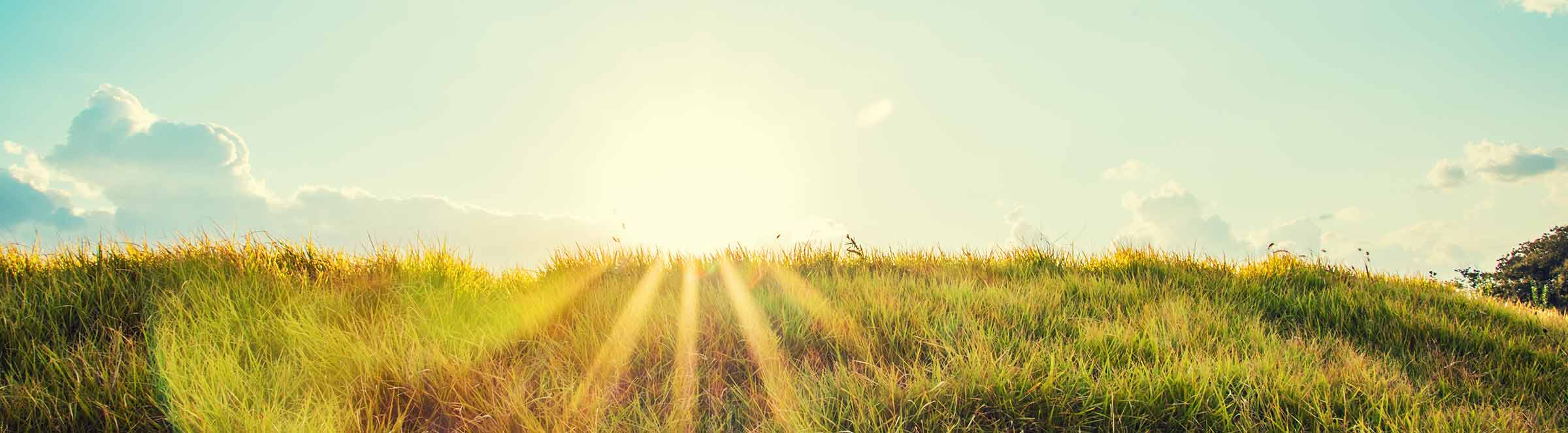 a sunny field